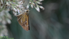 Polytremis zina