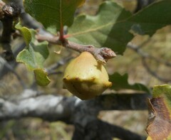 Andricus quercustozae