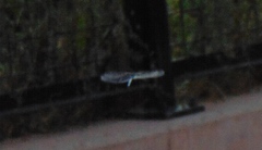 Pachydiplax longipennis