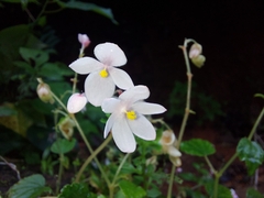 Begonia crenata