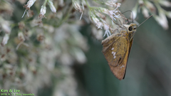 Polytremis zina