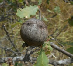 Andricus quercustozae