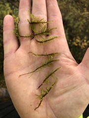 Palustriella decipiens