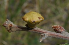 Andricus quercustozae