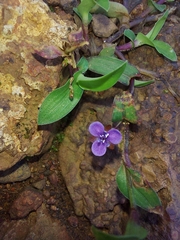 Murdannia nudiflora