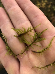 Palustriella decipiens