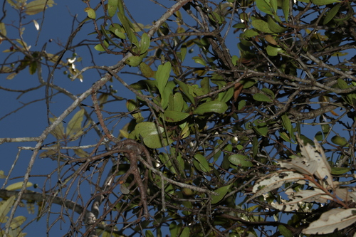 Image of Amyema conspicua by (c) Greg Tasney, some rights reserved (CC BY-SA)