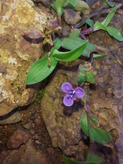 Murdannia nudiflora