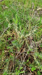 Melichrus urceolatus