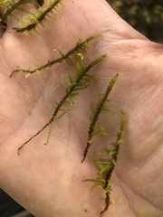 Palustriella decipiens