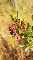 Dodonaea viscosa