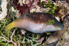 Canthigaster epilampra