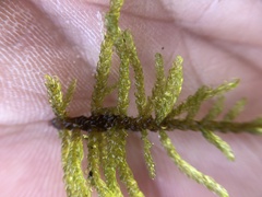 Palustriella decipiens