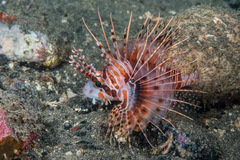 Pterois antennata