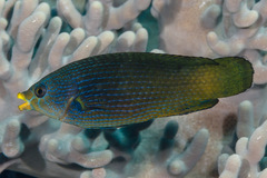 Tubelip Wrasse photo 2