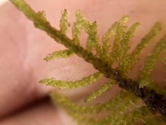 Palustriella decipiens