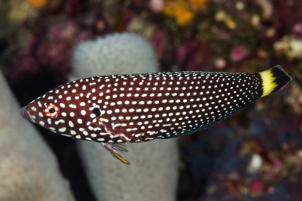 White-Spotted Wrasse