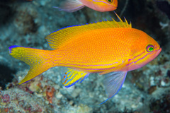 Pseudanthias pleurotaenia
