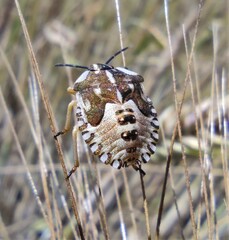 Carpocoris