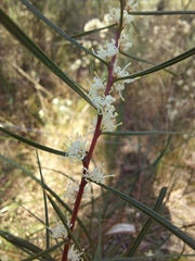 Hakea ulicina
