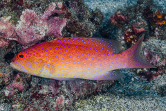 Variola albimarginata