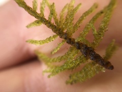 Palustriella decipiens