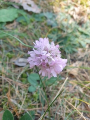 Armeria maritima