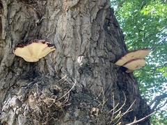Fistulina hepatica