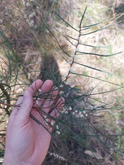 Hakea ulicina