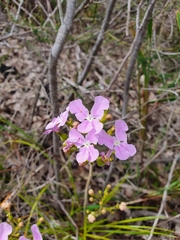 Stylidium affine