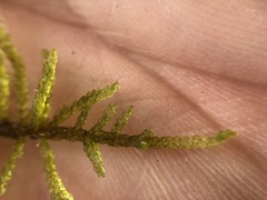 Palustriella decipiens