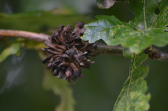 Andricus grossulariae