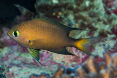 Pycnochromis atripes