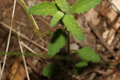 Pterocaulon redolens