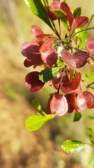 Dodonaea viscosa