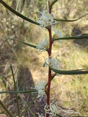 Hakea ulicina