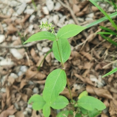 Achyranthes bidentata