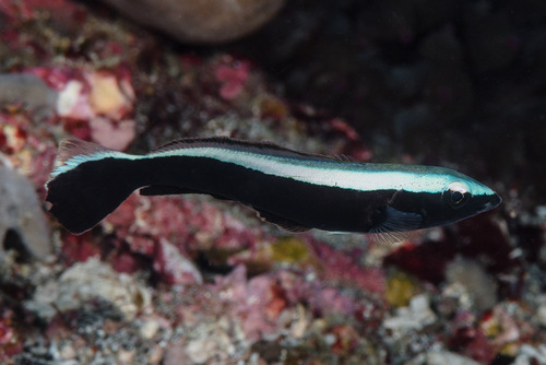 Banded blanquillo (Malacanthus latovittatus) — Malacanthidae — 4