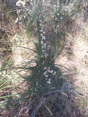 Hakea ulicina
