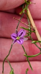 Thysanotus patersonii