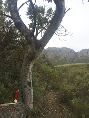 Protea nitida