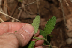 Pterocaulon redolens