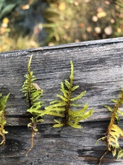Palustriella decipiens