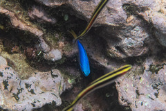 Pomacentrus coelestis