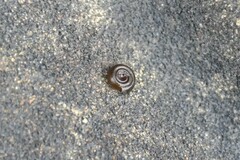 Bathyomphalus contortus