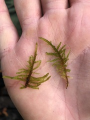 Palustriella decipiens