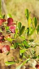 Dodonaea viscosa