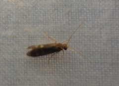 Polycentropodidae