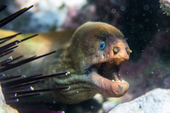 Gymnothorax prasinus