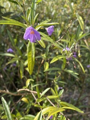 Solanum simile